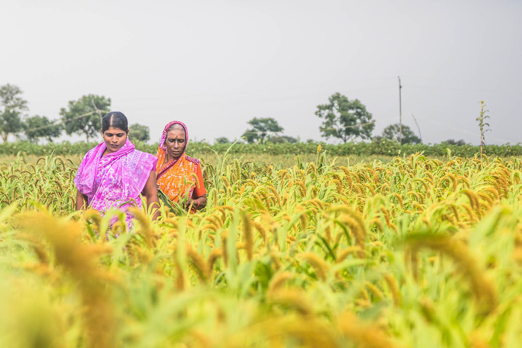 印度卡纳塔克邦某可持续农业组织女性成员。